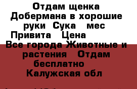Отдам щенка Добермана в хорошие руки. Сука 5 мес. Привита › Цена ­ 5 000 - Все города Животные и растения » Отдам бесплатно   . Калужская обл.